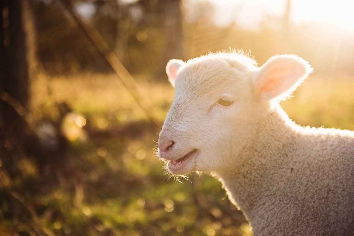 Jehovah-jireh: He shall provide the lamb